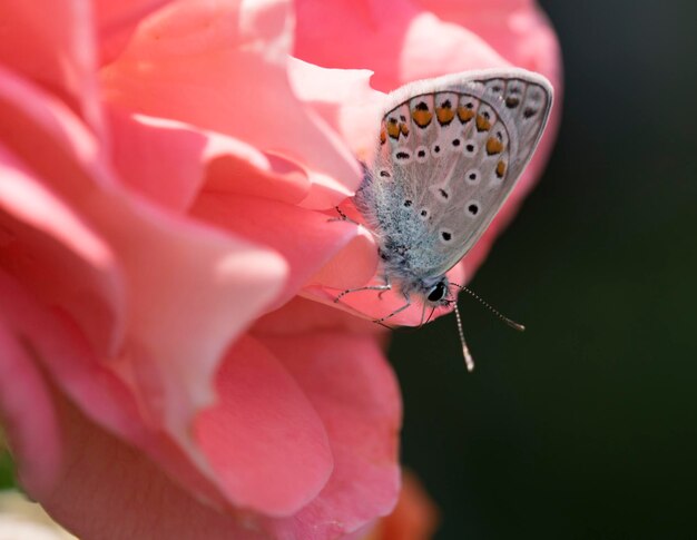 Photo close-up of butterfly on pink flower