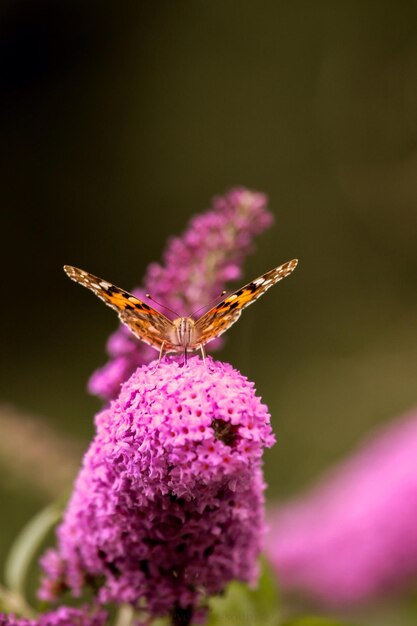 Photo close-up of butterfly on pink flowers