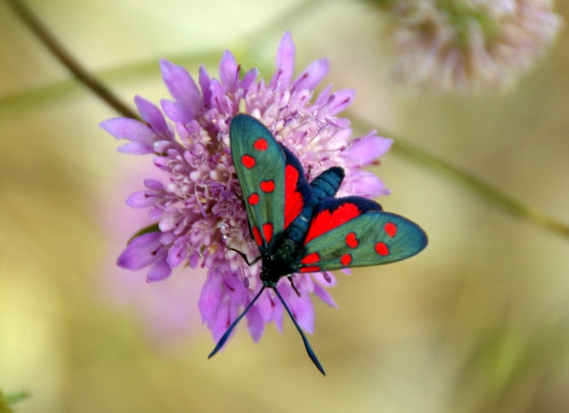 Photo close-up of butterfly pollinating flower