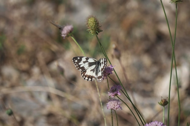 Photo close-up of butterfly pollinating on flower