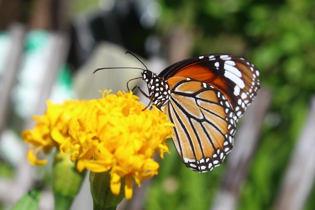 Close-up of butterfly pollinating on flower