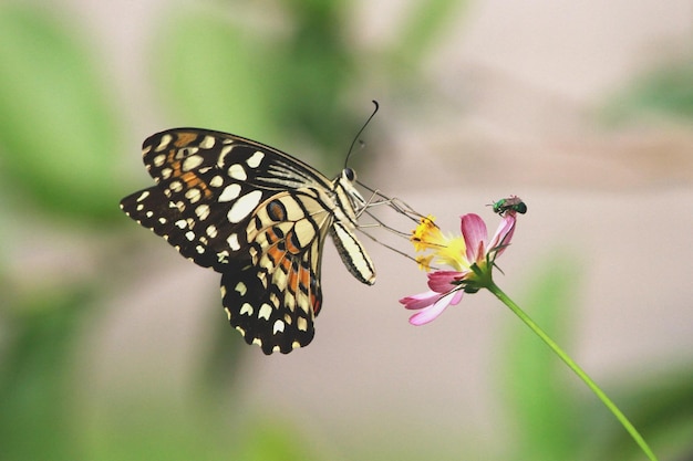 Close-up of butterfly pollinating on flower