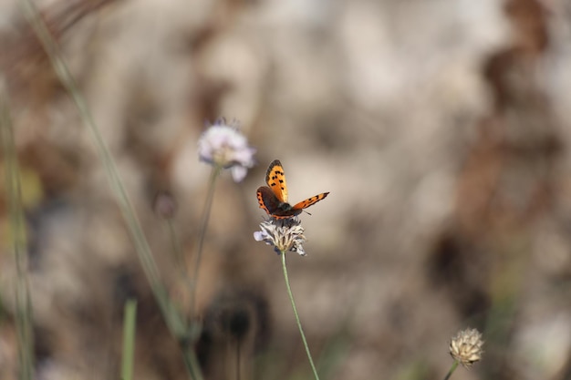 Photo close-up of butterfly pollinating on flower