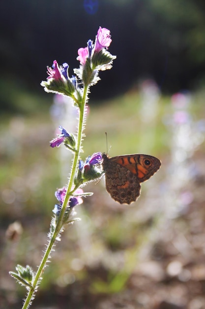 Photo close-up of butterfly pollinating on flower