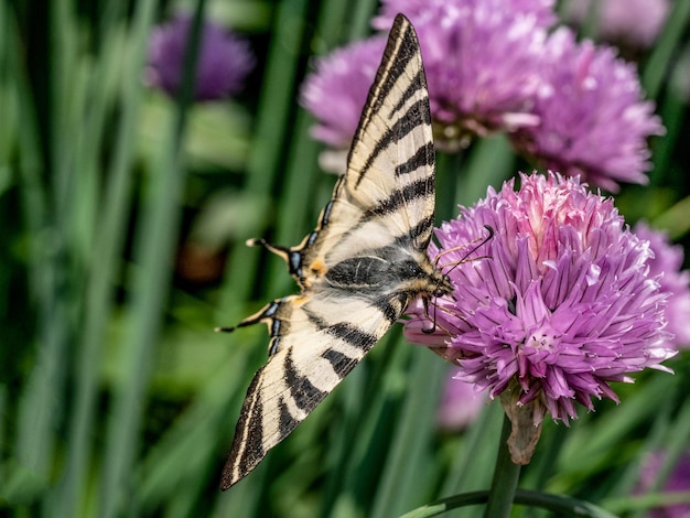 Photo close-up of butterfly pollinating on purple flower