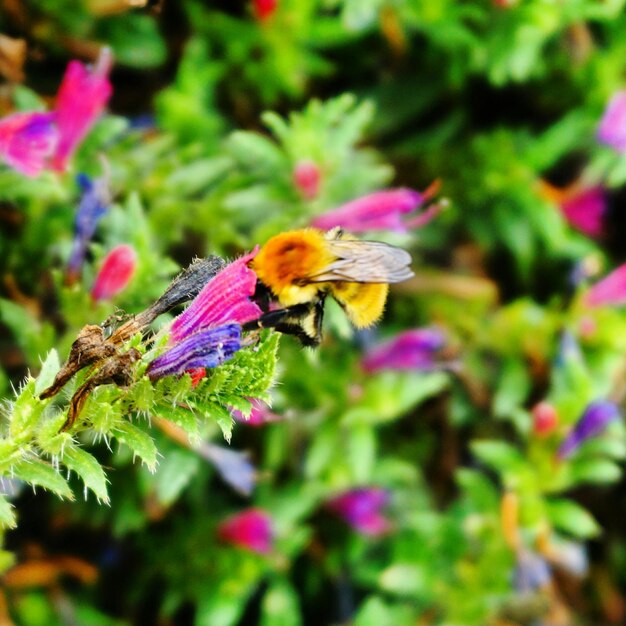 Photo close-up of butterfly pollinating on purple flower