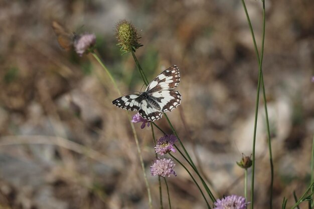 Photo close-up of butterfly pollinating on purple flower