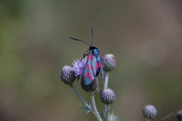 Photo close-up of butterfly pollinating on purple flower