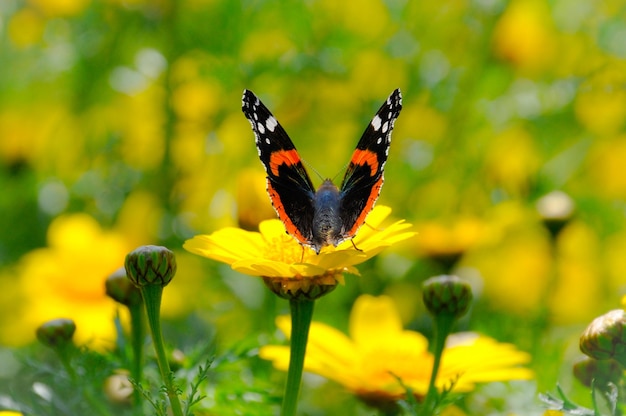 Photo close-up of butterfly pollinating on yellow flower