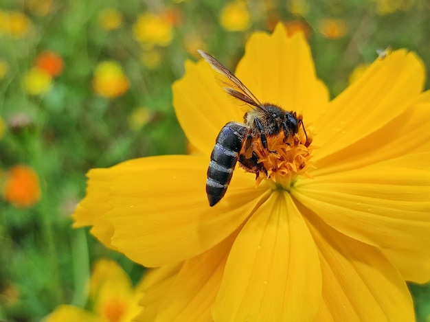 Close-up of butterfly pollinating on yellow flower