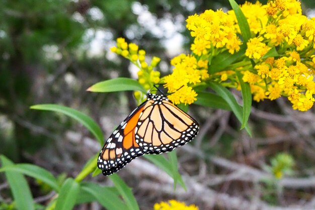 Close-up of butterfly pollinating on yellow flower