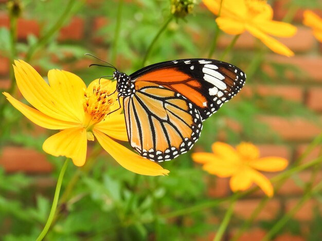 Close-up of butterfly pollinating on yellow flower