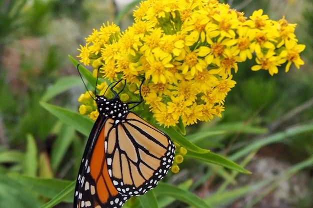 Photo close-up of butterfly pollinating on yellow flower