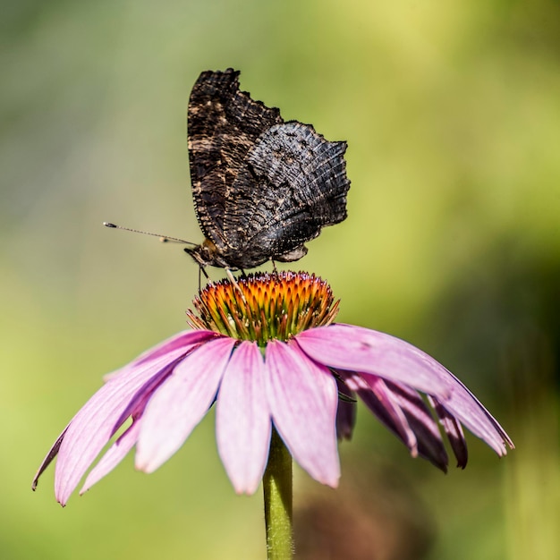 Photo close-up of butterfly on purple flower