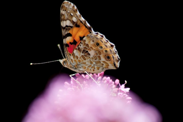 Photo close-up of butterfly on purple flower