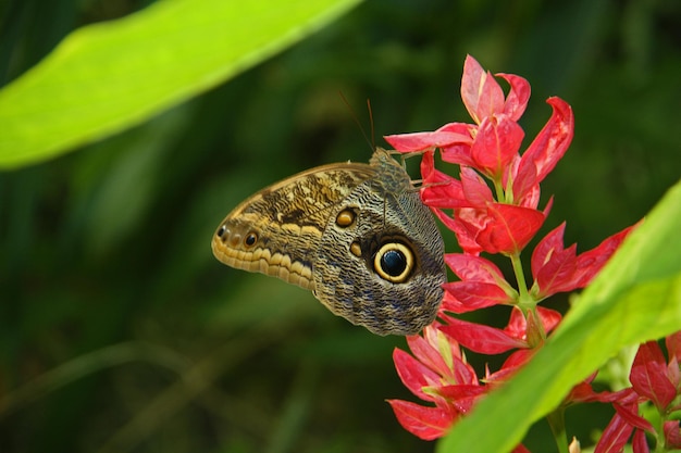 Photo close-up of butterfly on red flower