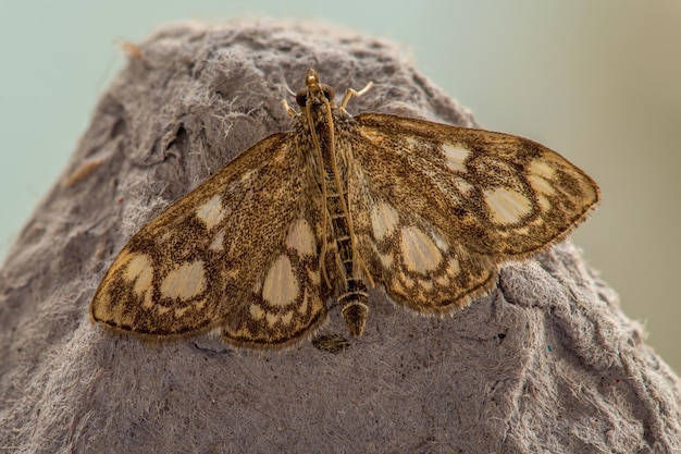 Photo close-up of butterfly on rock