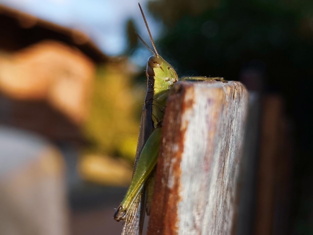 Photo close-up of butterfly on wood