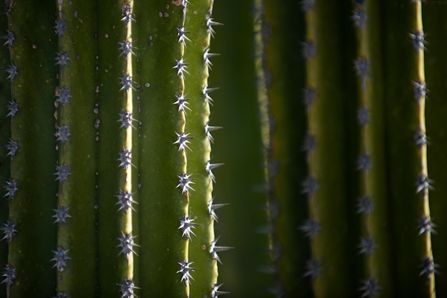 Close up cactus backdround cacti or cactaceae pattern