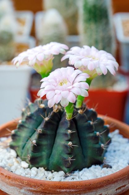 Close up Cactus Flower Blooming in The Garden