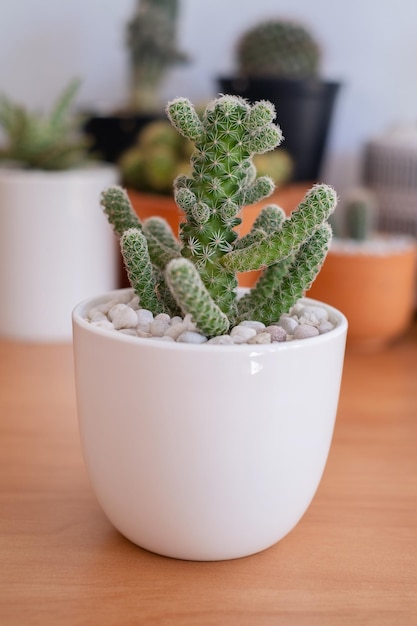 Close up cactus for home decoron wood table