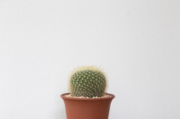 Photo close-up of cactus plant against white background