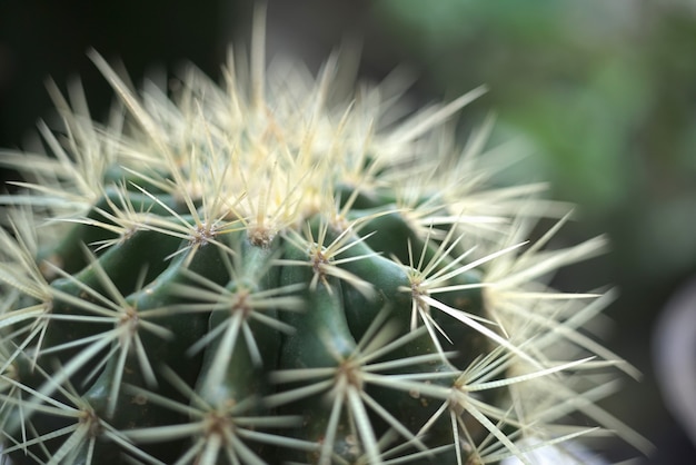 Close up on cactus plant details