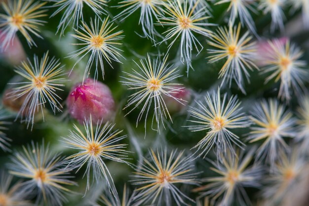 Close up cactus plants in garden