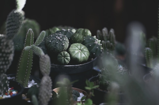 Close up of cactus plants in the pot