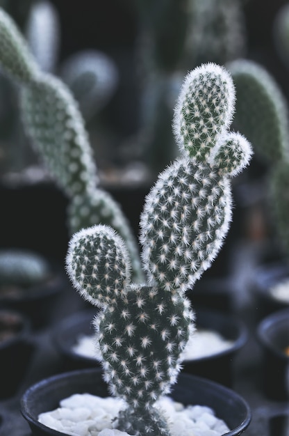 Photo close up of cactus plants in the pot