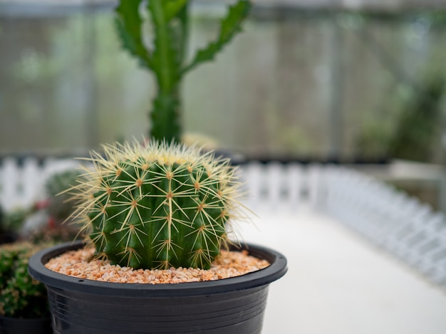 A close up of a cactus