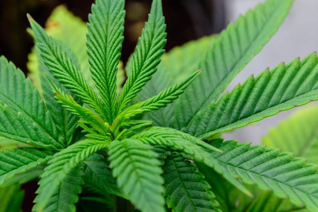 Close up of Cannabis flower buds or young shoots of a green Marijuana for the concept of growing plants in a modern greenhouse Texture and pattern of young cannabis leaves