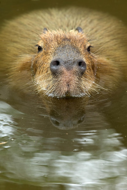 Close up of a Capybara