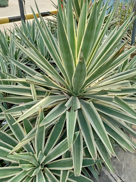 Close up of caribbean agave plant