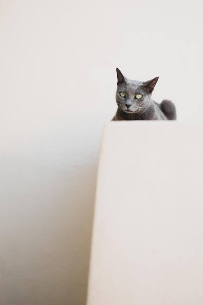 Photo close-up of cat against white background