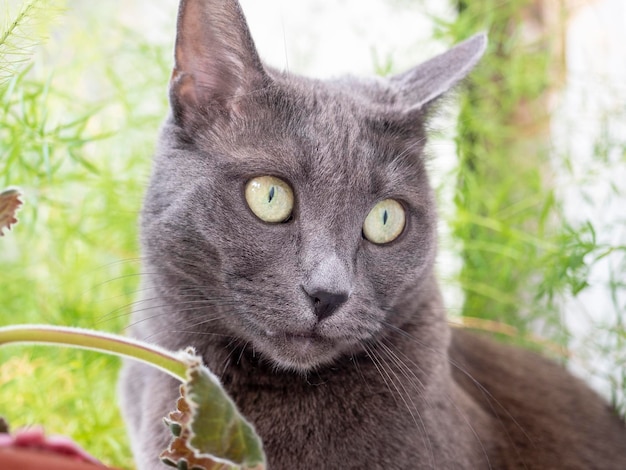 Close-up of a cat of the gray blue breed looking distantly to the side. Behind the blurred green background