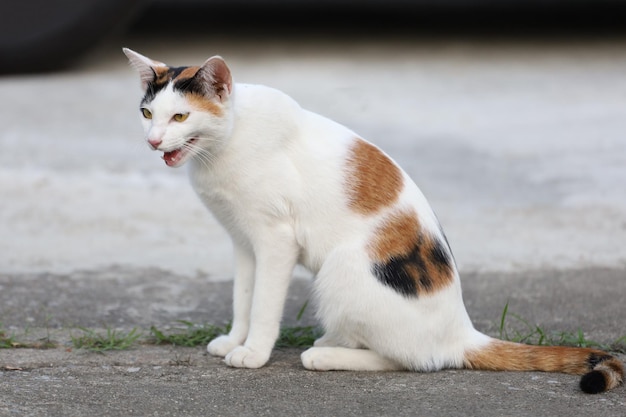 Close up cat is sit down and cute in garden