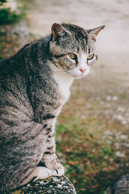 Photo close-up of a cat looking away