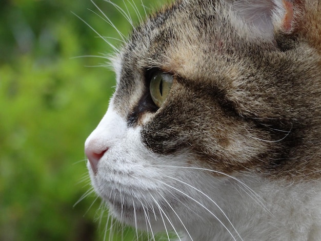 Close-up of cat looking away