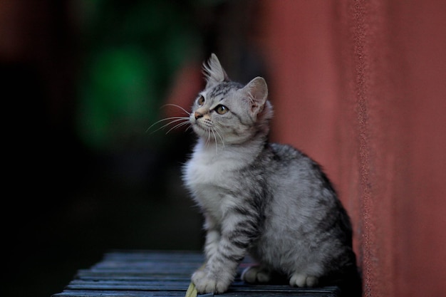 Photo close-up of cat looking away