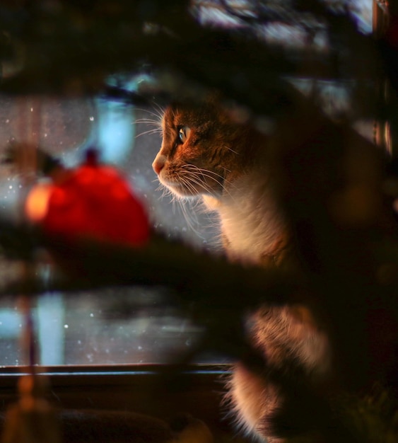 Photo close-up of cat looking away