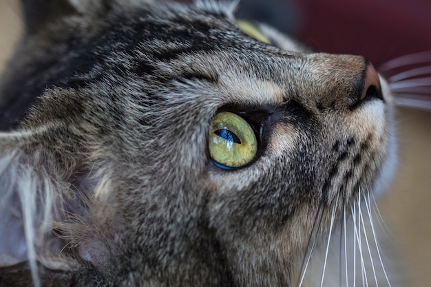 Photo close-up of a cat looking away