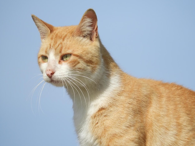 Close-up of a cat looking away