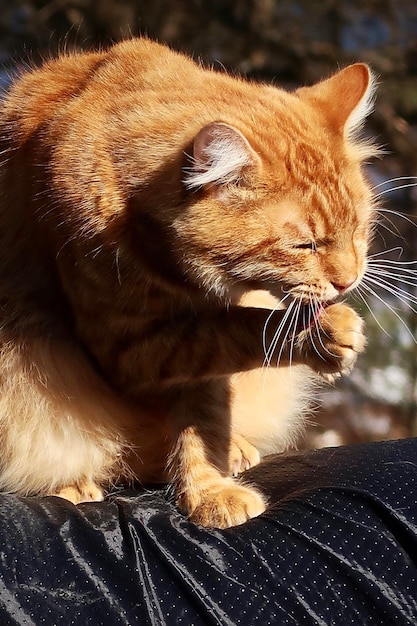 Photo close-up of a cat looking away