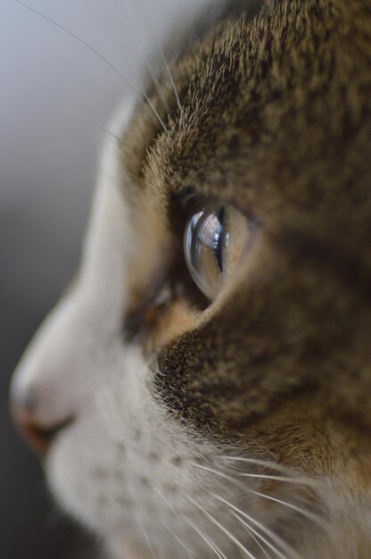 Photo close-up of cat looking away