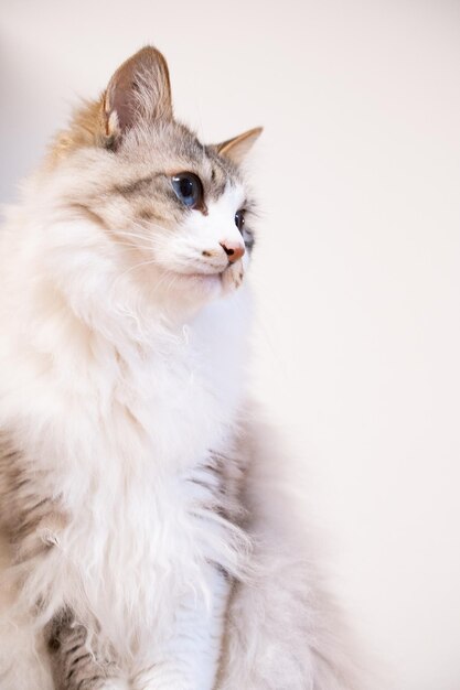 Close-up of a cat looking away