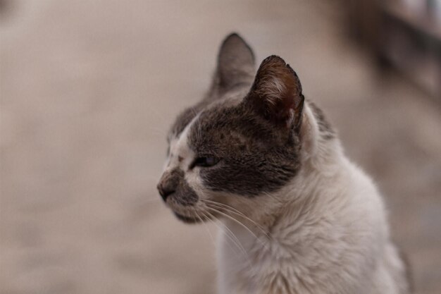 Photo close-up of a cat looking away