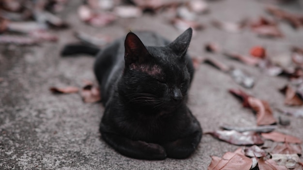 Photo close-up of cat resting