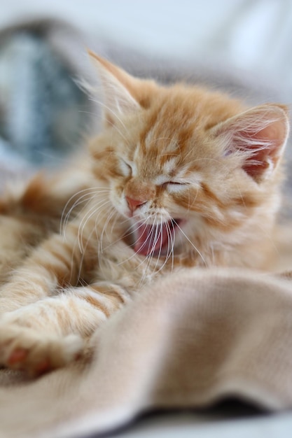 Photo close-up of cat resting