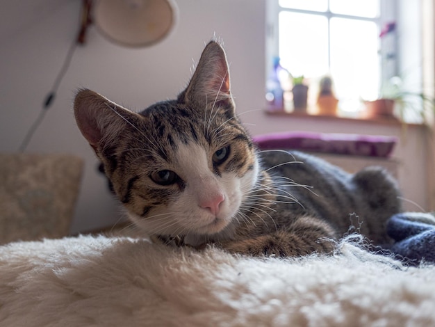 Photo close-up of a cat resting